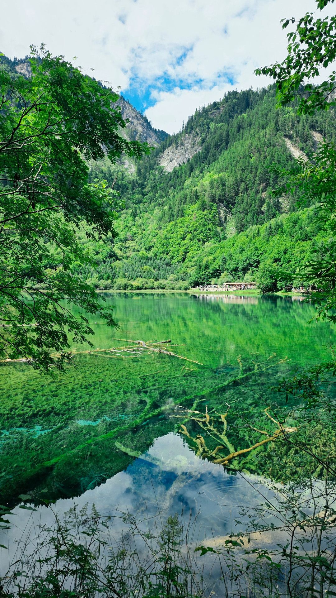 1080x1919 Exploring Jiuzhaigou National Park: A Stunning Sightseeing Escape. Trip.com Jiuzhaigou