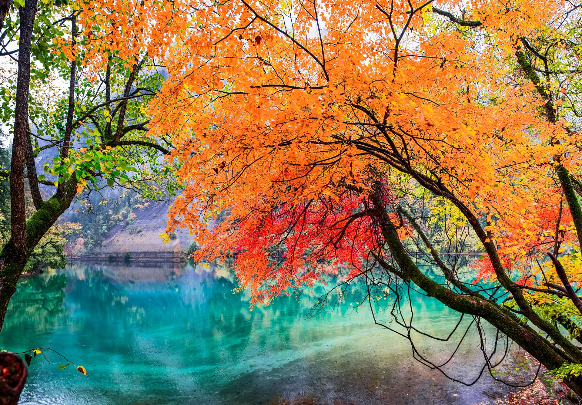 1920x1338 Free autumn, leaves Full HD wallpaper for desktop and phone