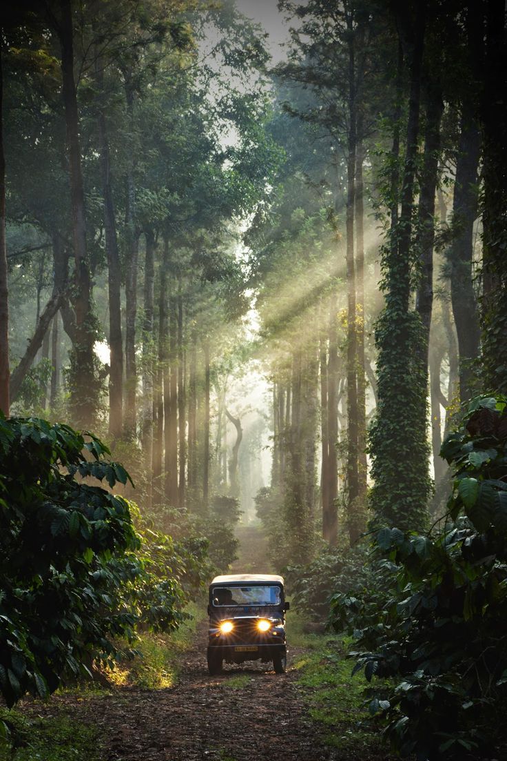 736x1103 BEST Places to Visit in #Coorg, #Karnataka