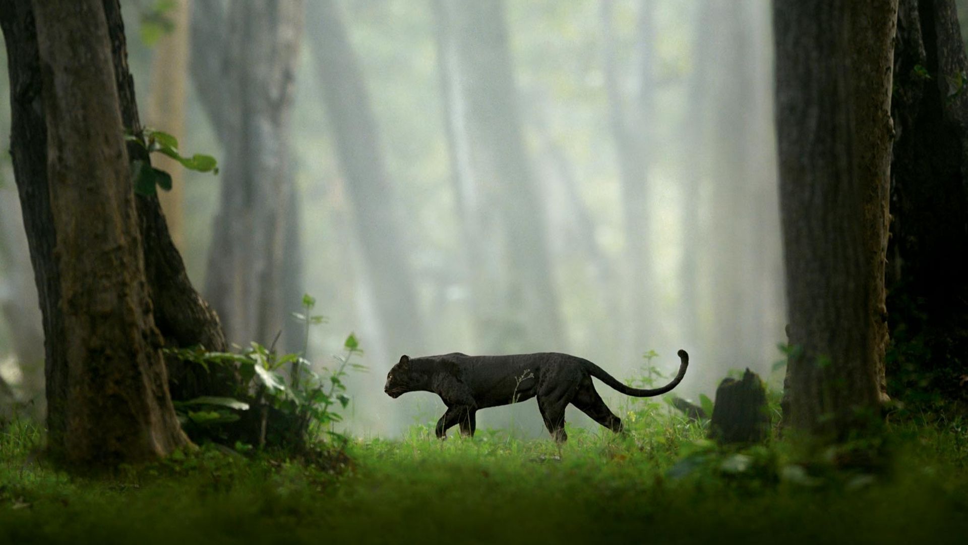 1920x1080 How to explore the best of wild Karnataka: by land, air and sea. Condé Nast Traveller India