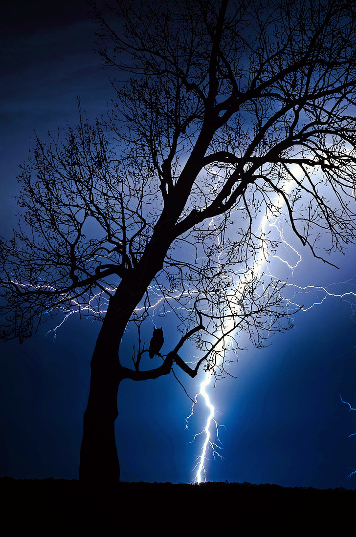 728x1099 Royalty Free Photo: Silhouette Of Bare Tree