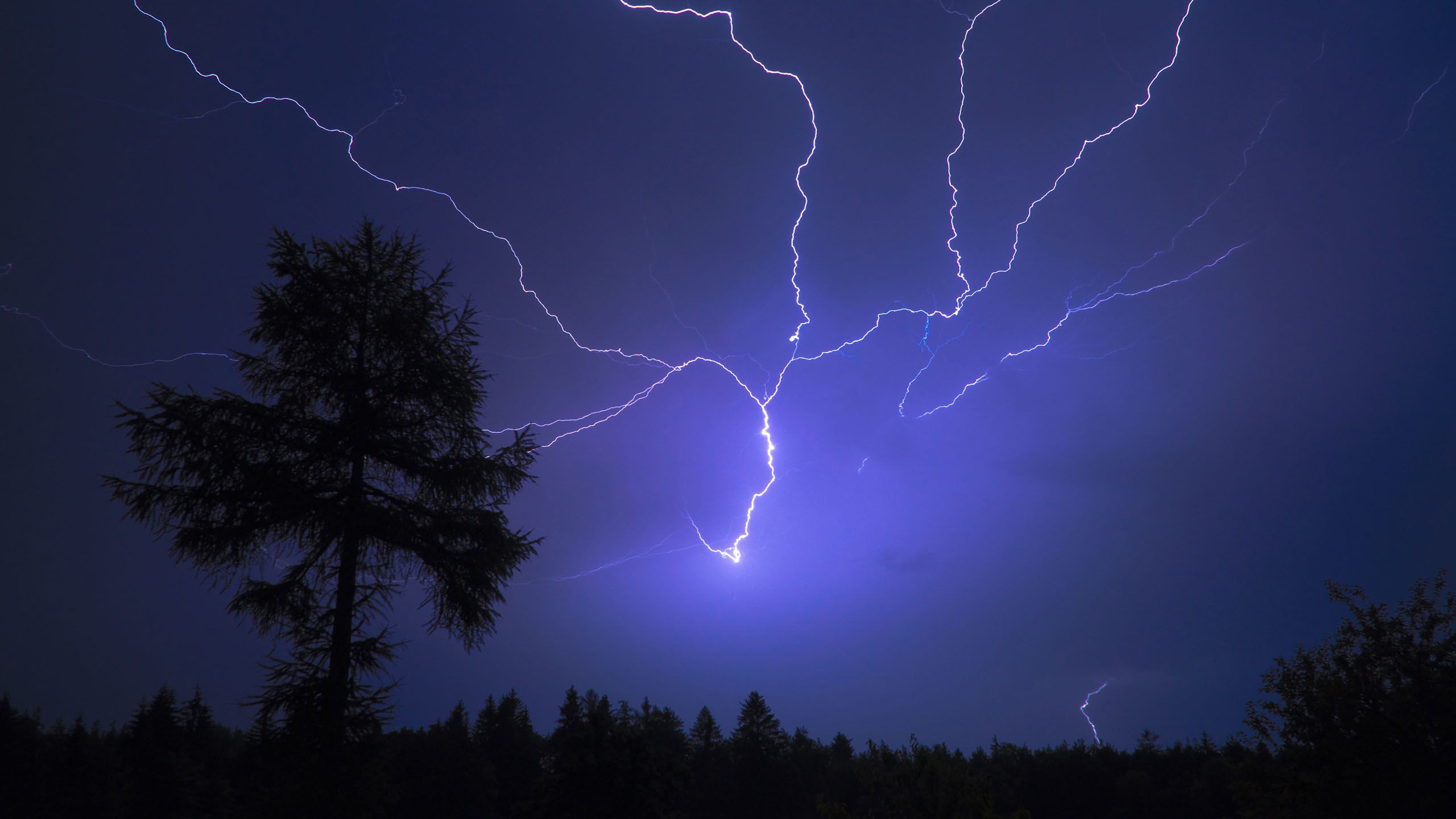 2560x1440 Lightning Trees Forest Sky During Nighttime HD Nature Wallpaper