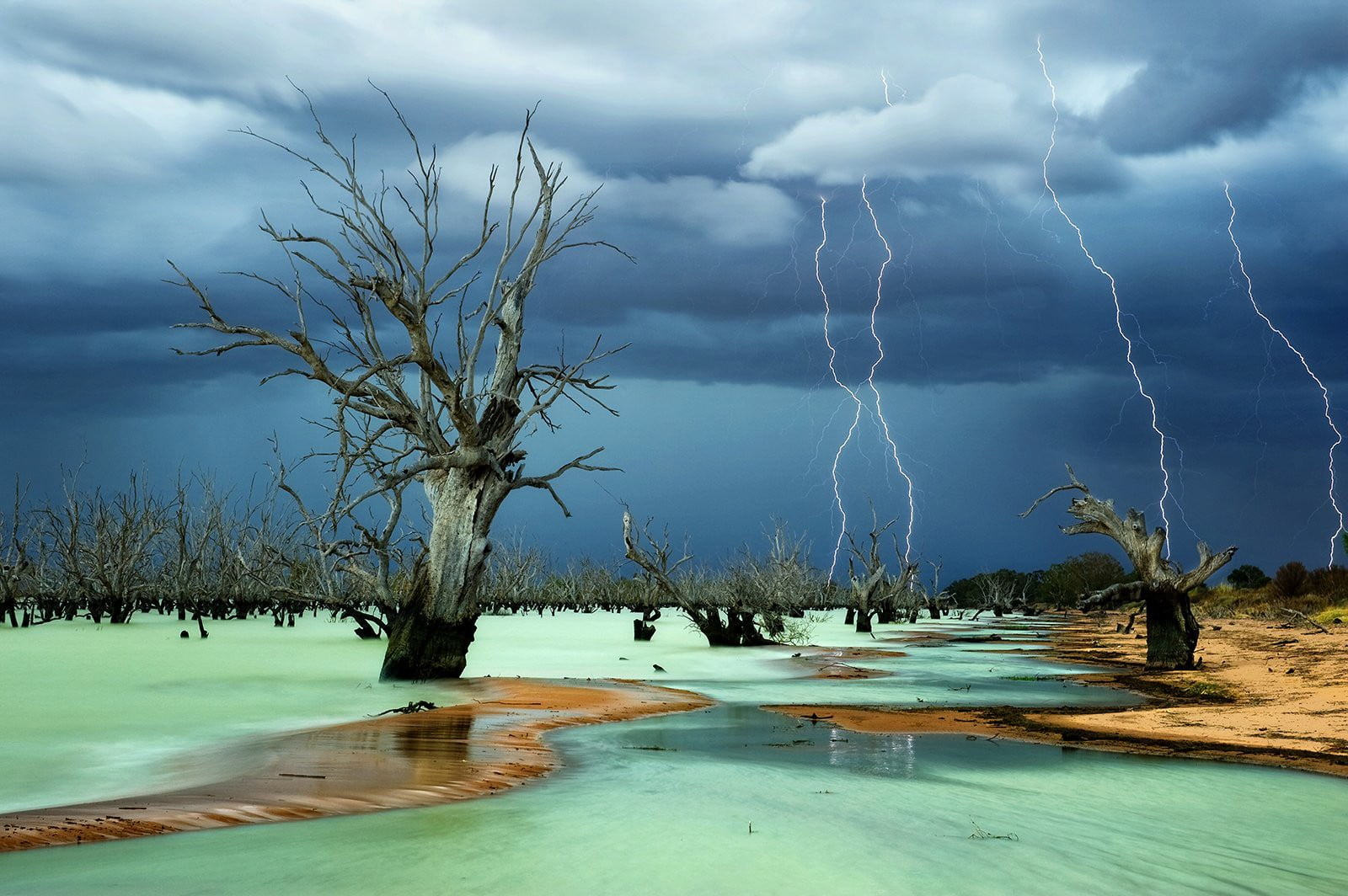 1600x1064 Gray tree bark, lightning, storm, dead trees, beach HD wallpaper