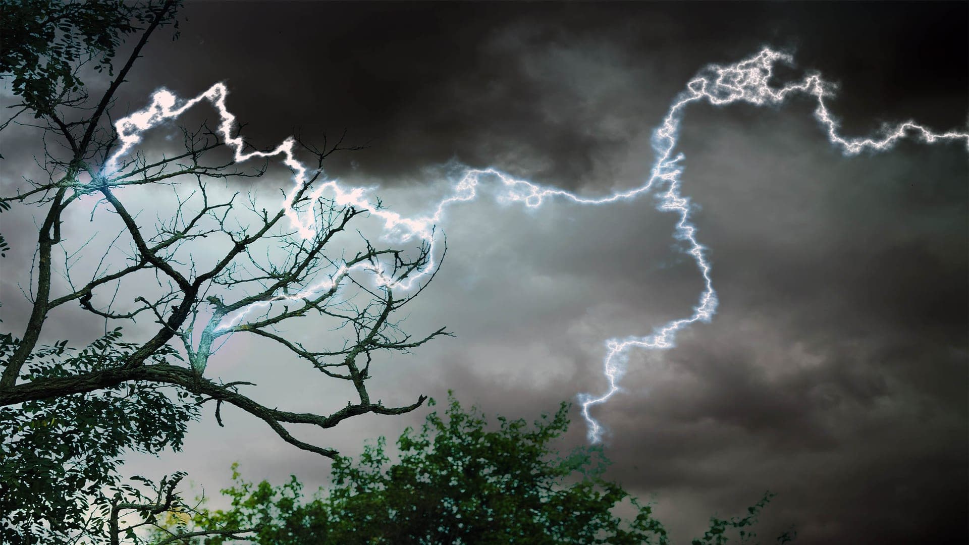 1920x1080 Shock study shows some trees survive and thrive after being struck