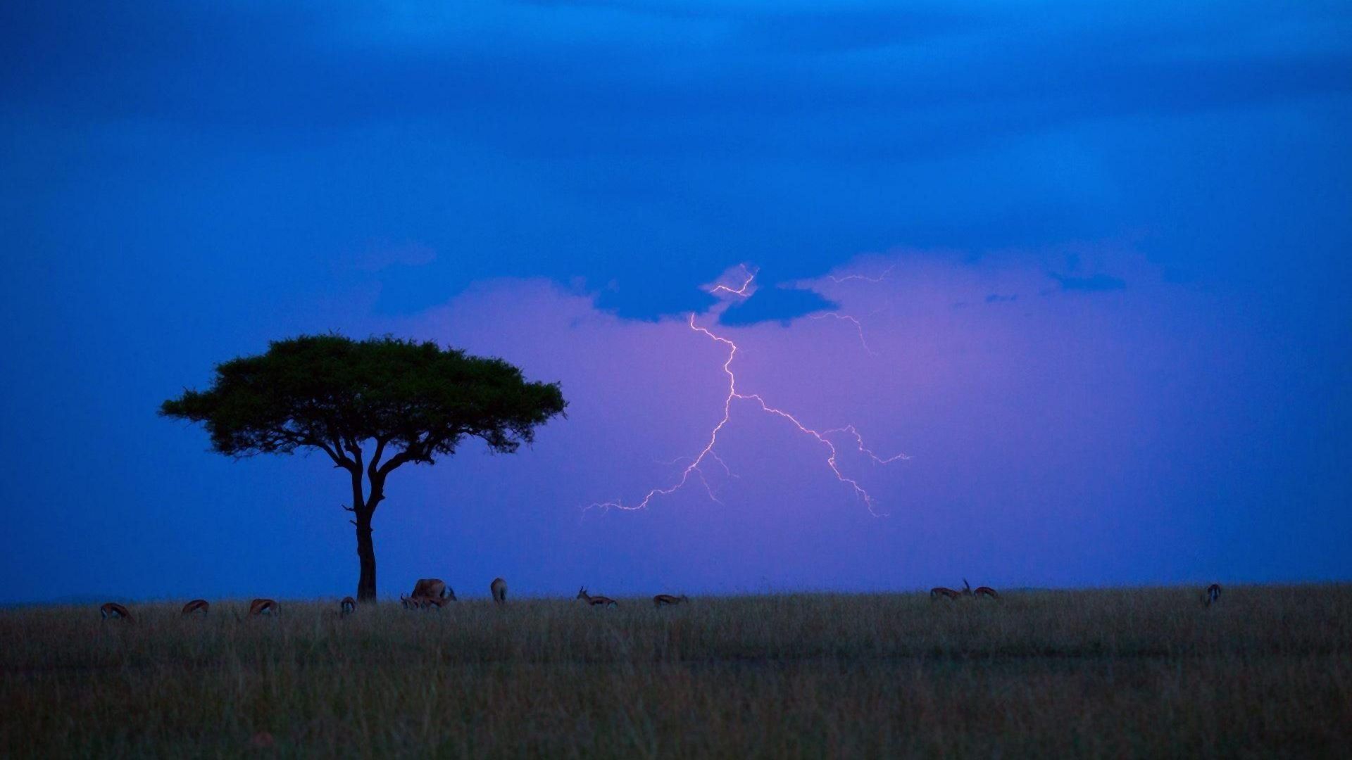 1920x1080 Download Africa Field Tree Lightning Nature Sky HD Wallpaperx1080