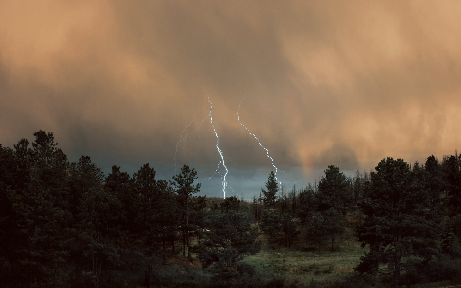 1920x1200 White and black trees painting, lightning, clouds, forest, trees HD wallpaper