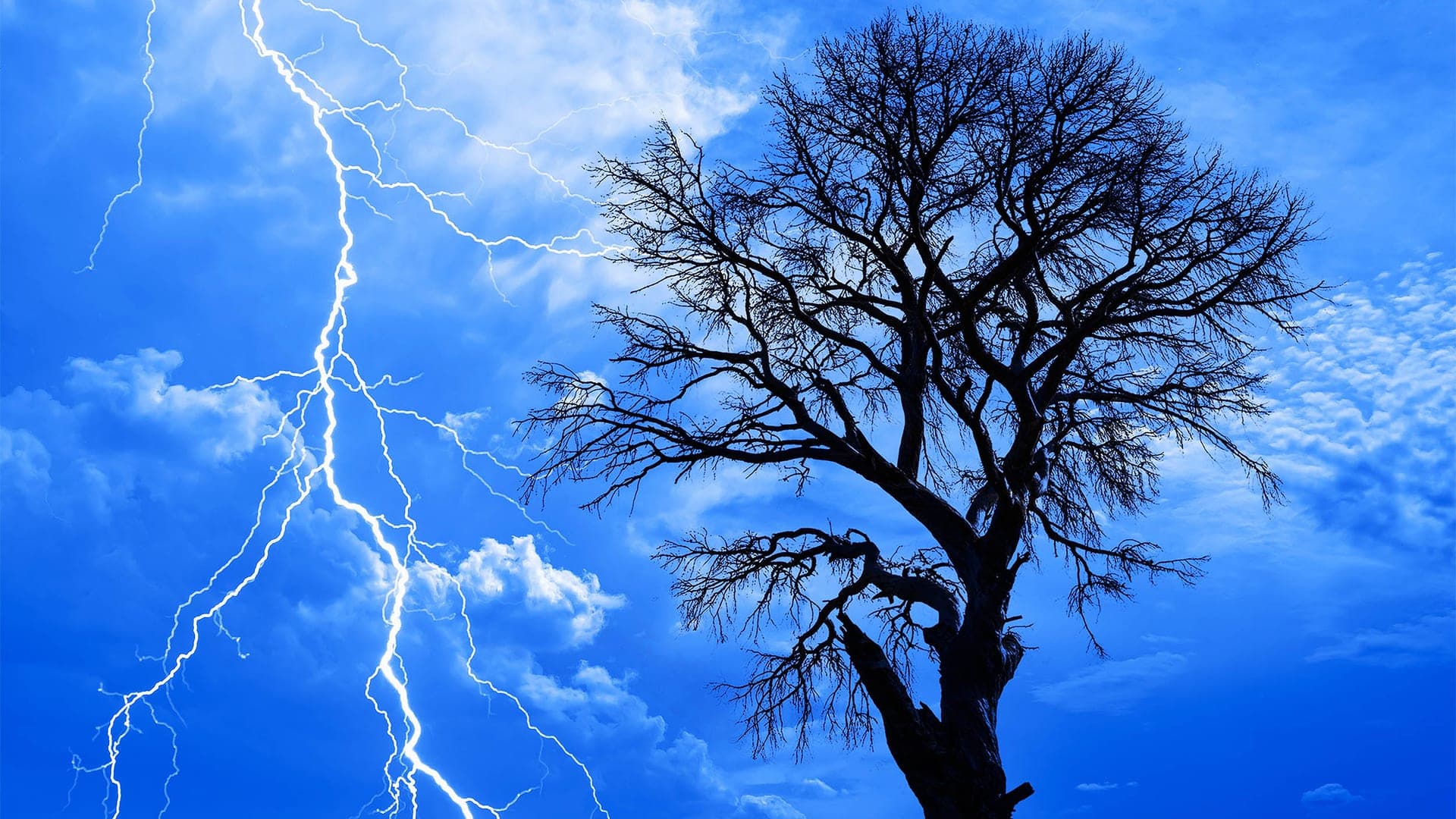 1920x1080 Trees release invisible electric sparks during thunderstorms