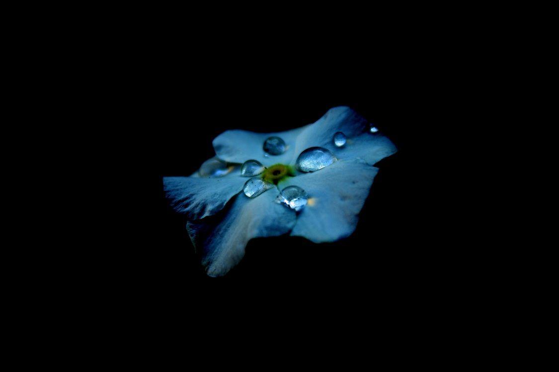 1125x750 Blue, Marine Biology, Turquoise Background Free Photo / Illustration