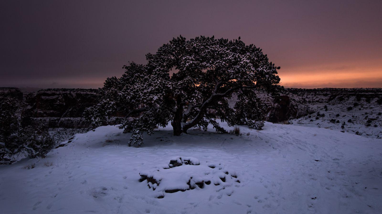 1600x900 Download wallpaper 1600x900 tree, snow, winter, night, snowy, sky widescreen 16:9 HD background