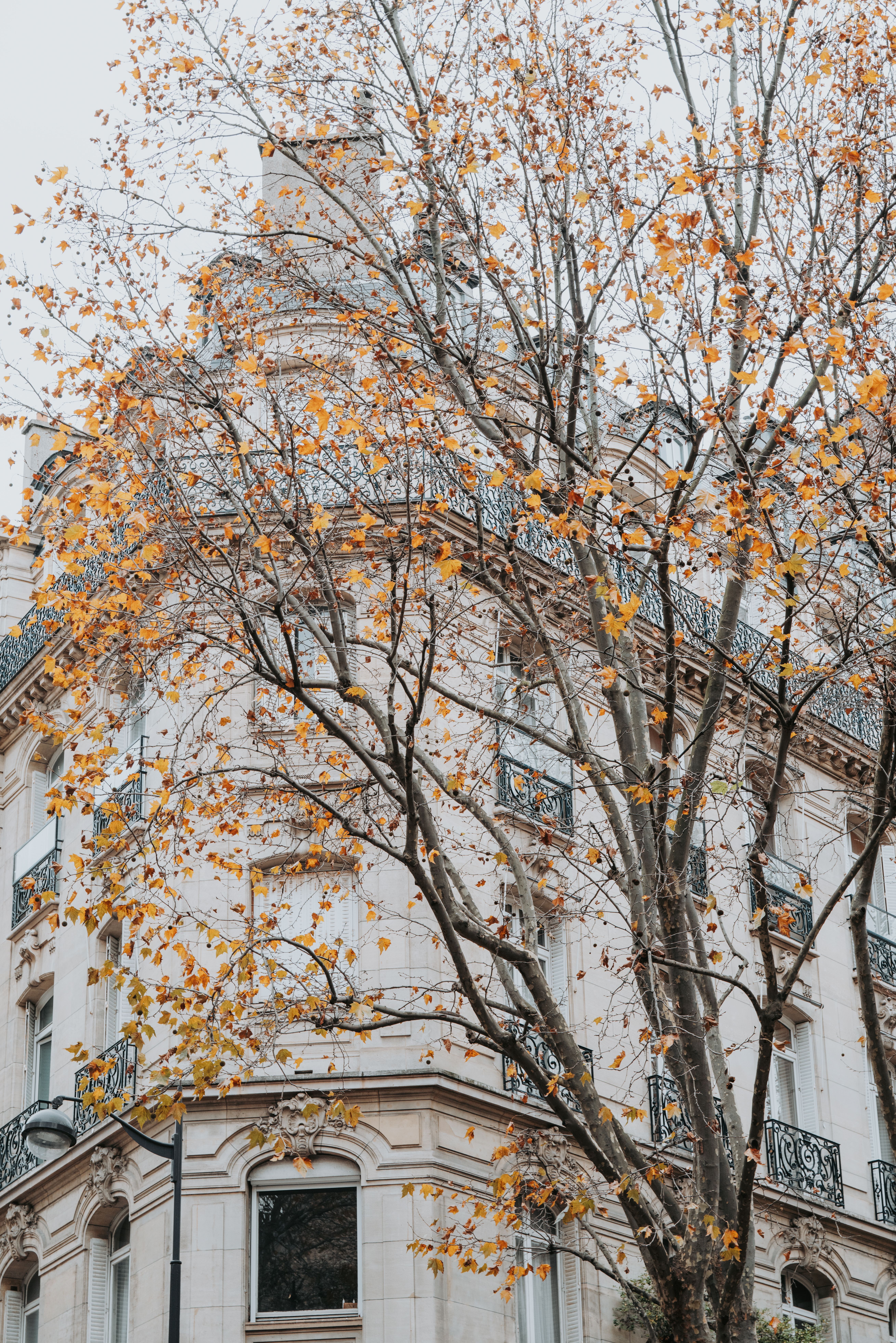 5240x7856 Autumn In Paris Photo, Download The BEST Free Autumn In Paris & HD Image