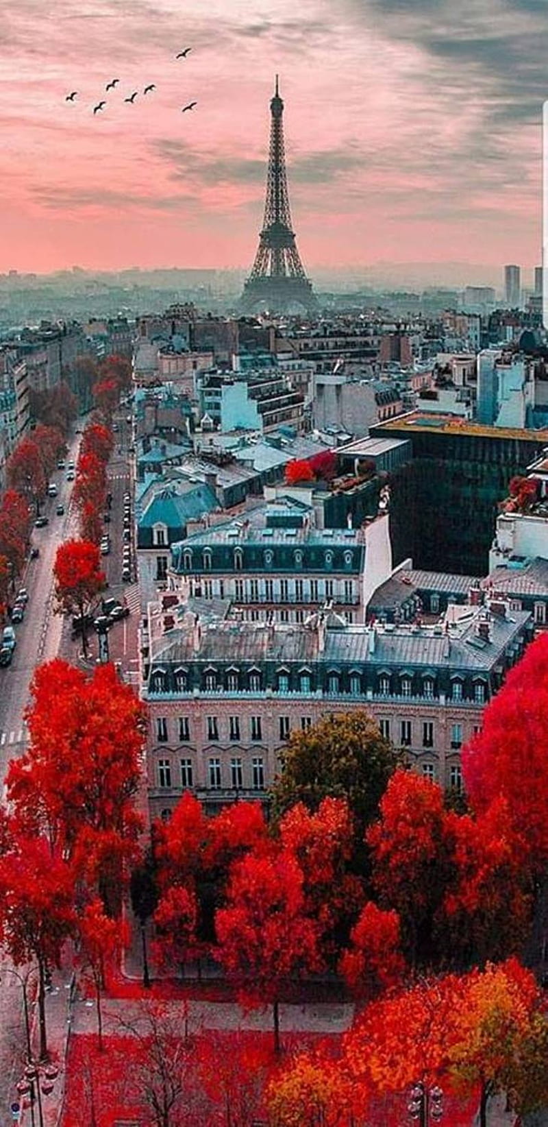 800x1644 Paris in Autumn, colors, city, tower, HD phone wallpaper