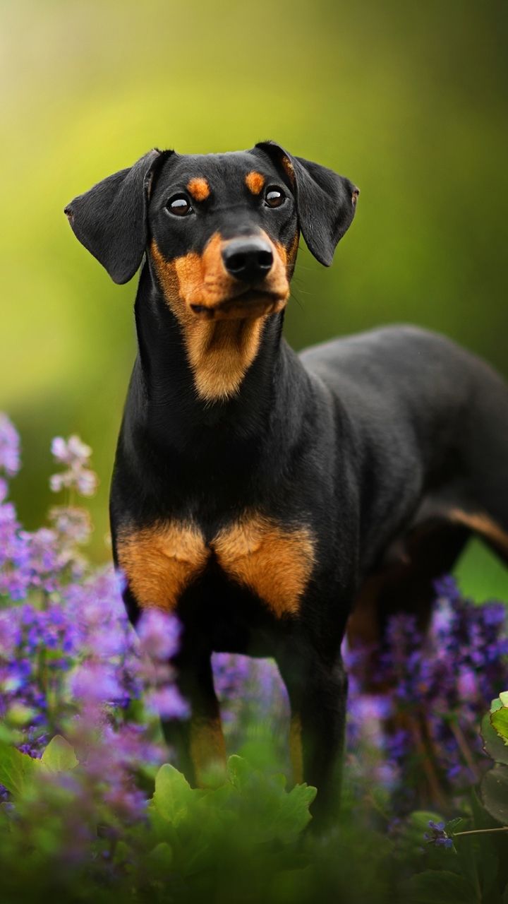 720x1280 Phone wallpaper: Animal, Doberman Pinscher, Baby Animal, Flower, Puppy, Dog, Dogs 1133980