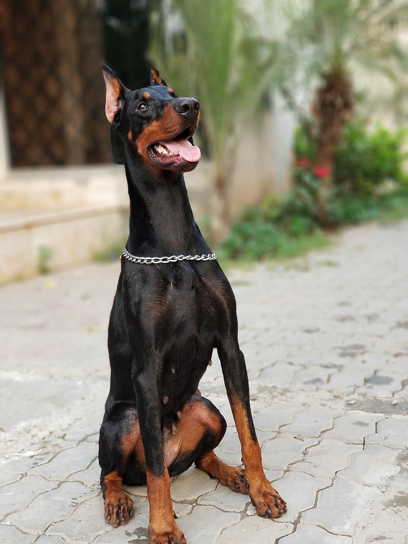800x1067 HD doberman puppy wallpaper