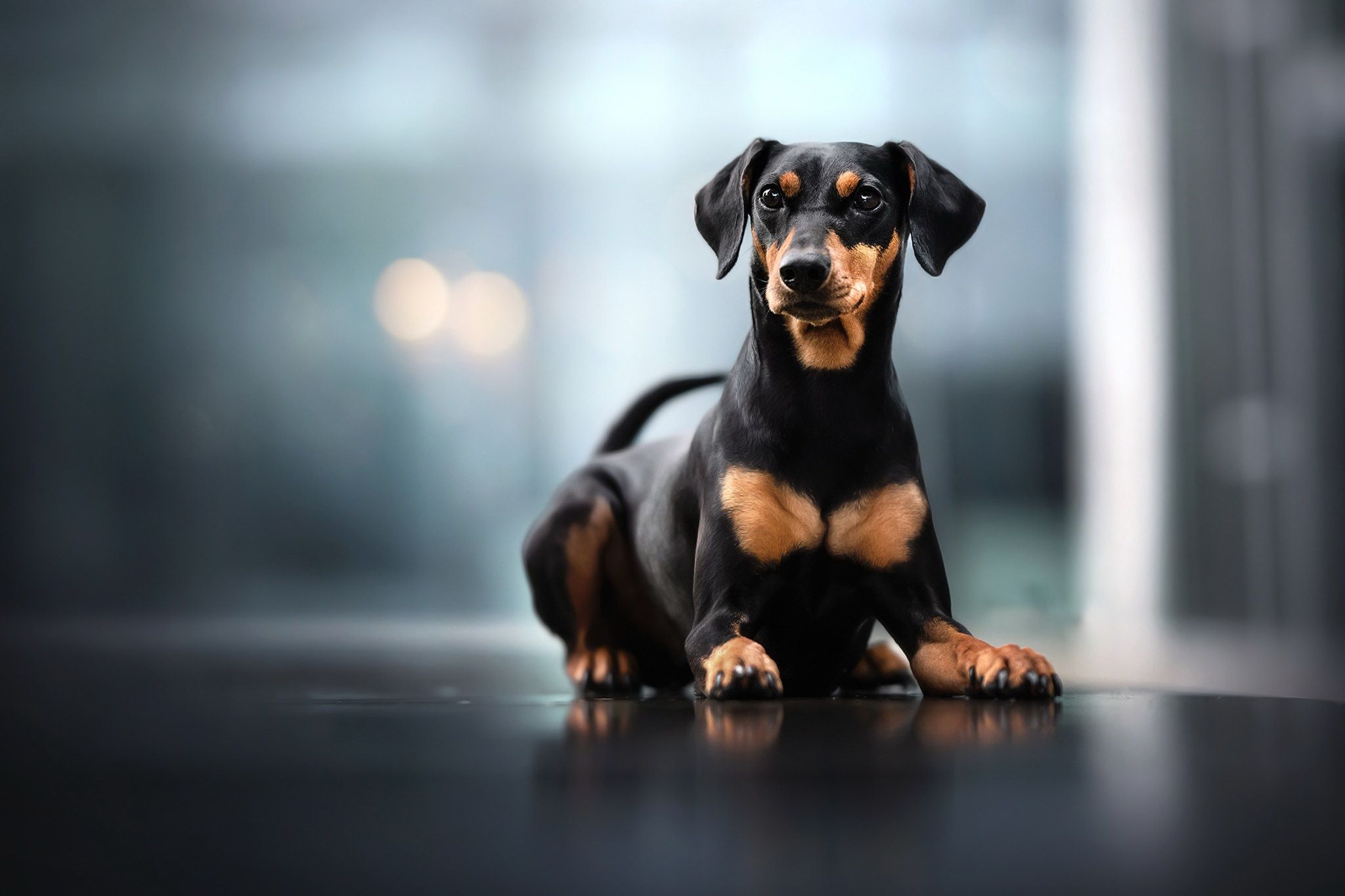 2048x1365 Download Puppy Baby Animal Dog Animal Doberman Pinscher HD Wallpaperx1365
