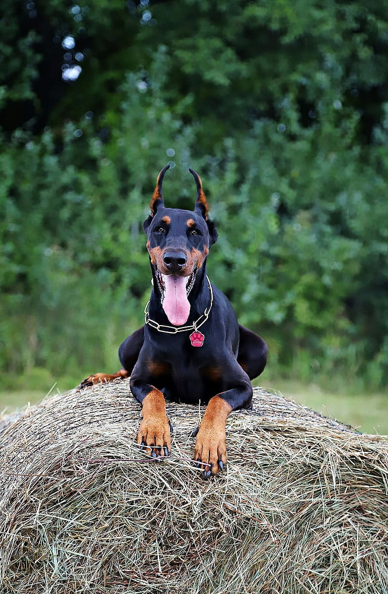 800x1224 Doberman pinscher, barking, dogs, HD phone wallpaper