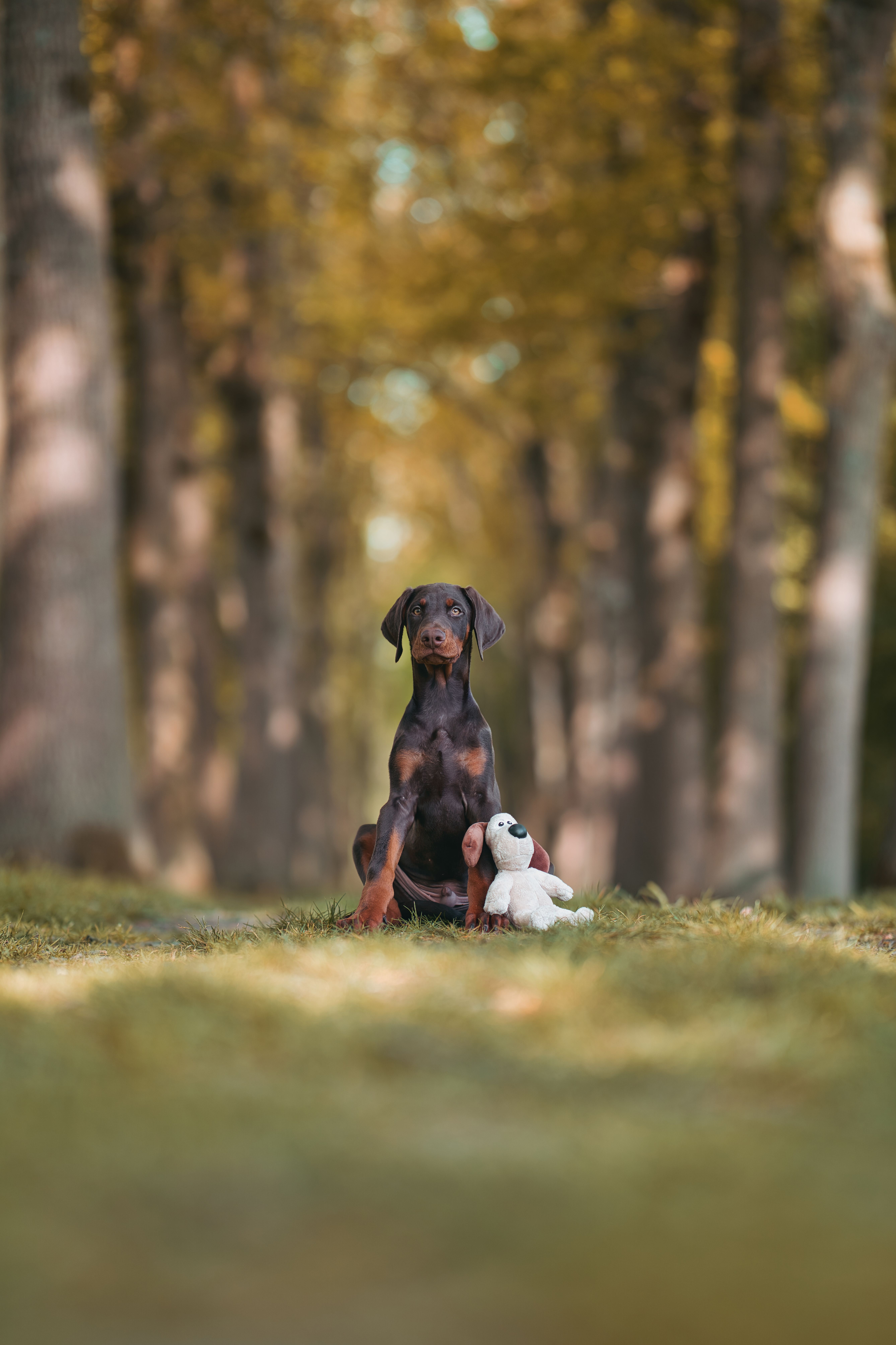 5350x8026 Adorable Doberman Puppy Sitting in Forest · Free
