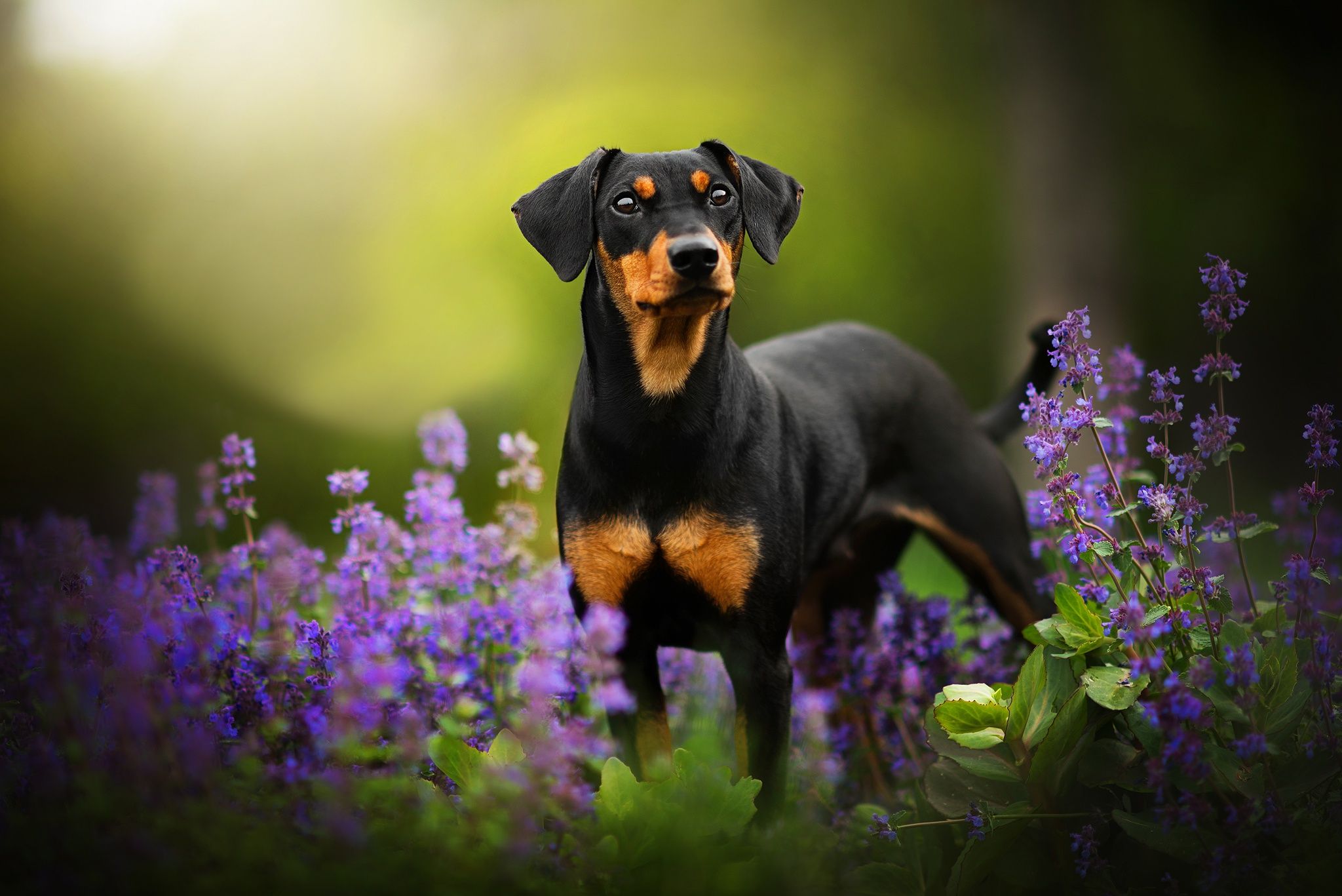 2048x1367 Doberman Puppy Amid Flowers HD Wallpaper