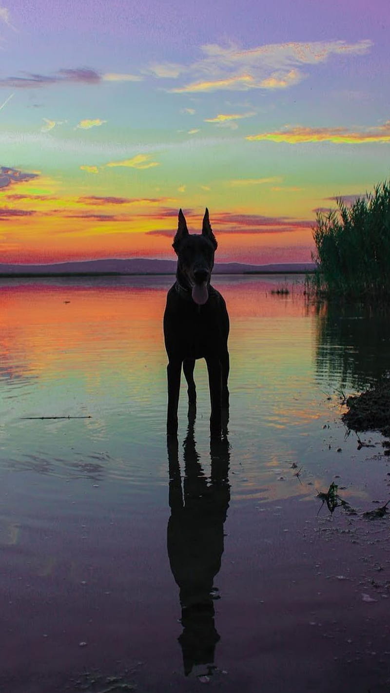 800x1422 Doberman, dog, sunset, sky, dogs, HD phone wallpaper