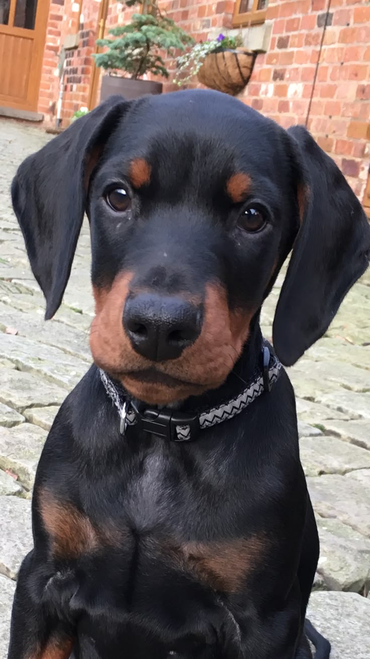 736x1309 AJ Doberman 12 weeks old