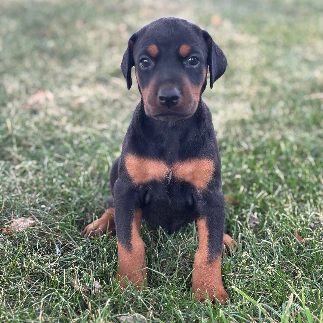 1080x1080 Penny, a Black & Rust Female Doberman Pinscher Puppy 827966
