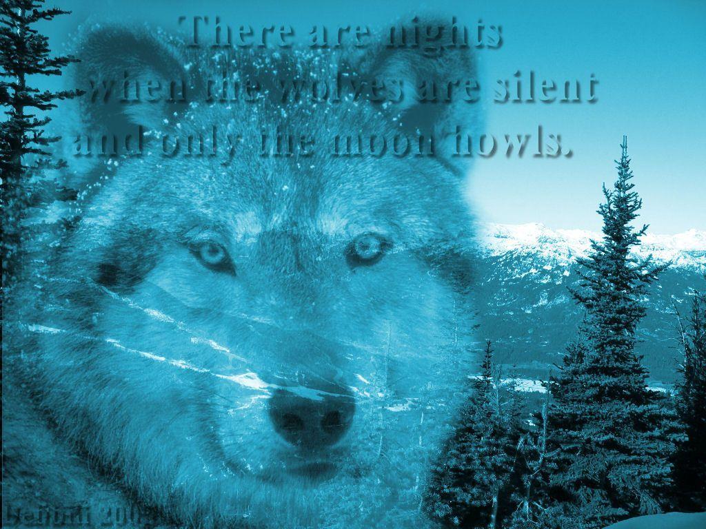 1024x768 Wallpaper, wolf mountain scene. Wolf wallpaper, Wolf love, Wolf background