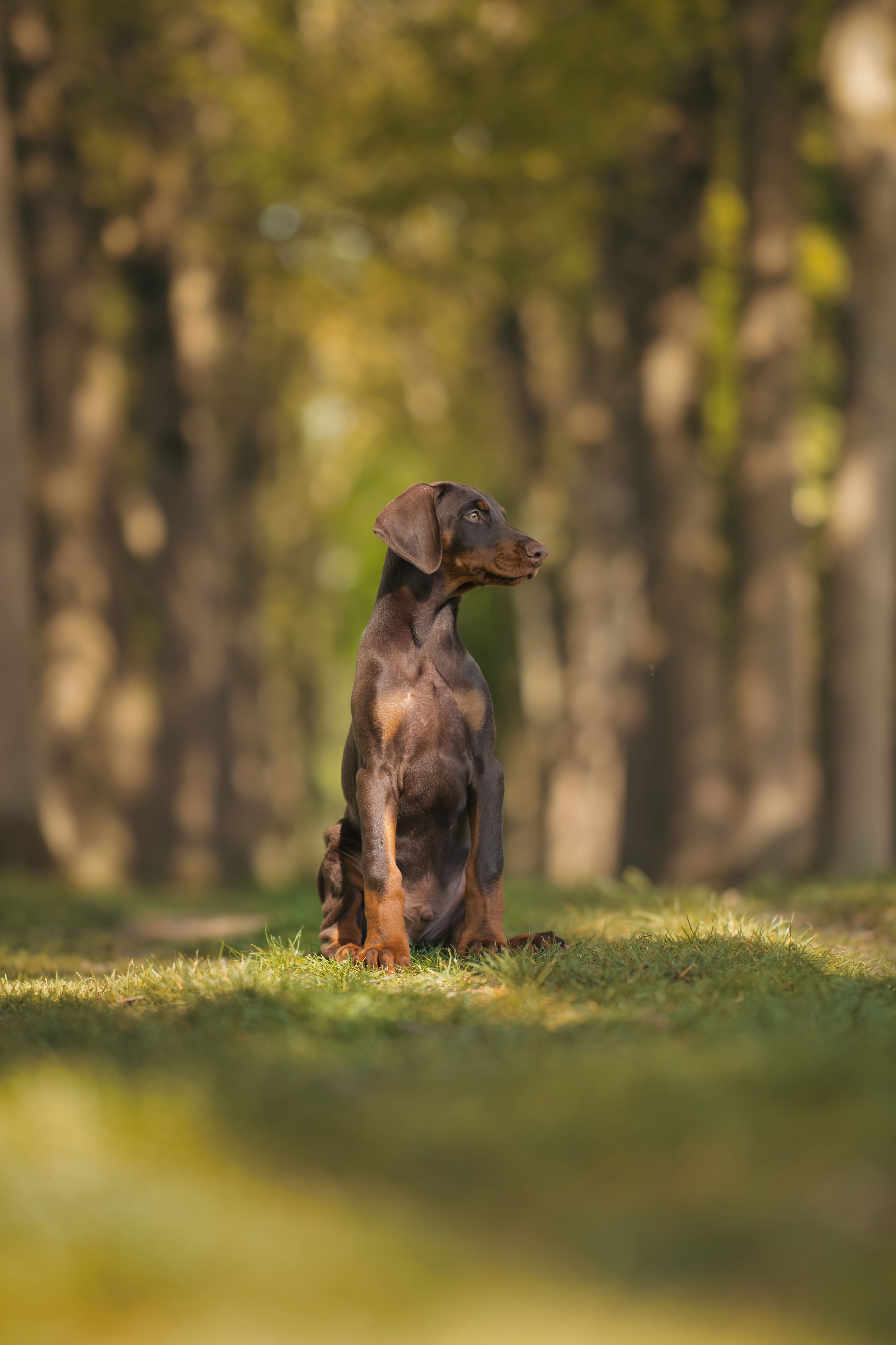 4180x6272 Doberman Puppy Photo, Download The BEST Free Doberman Puppy & HD Image