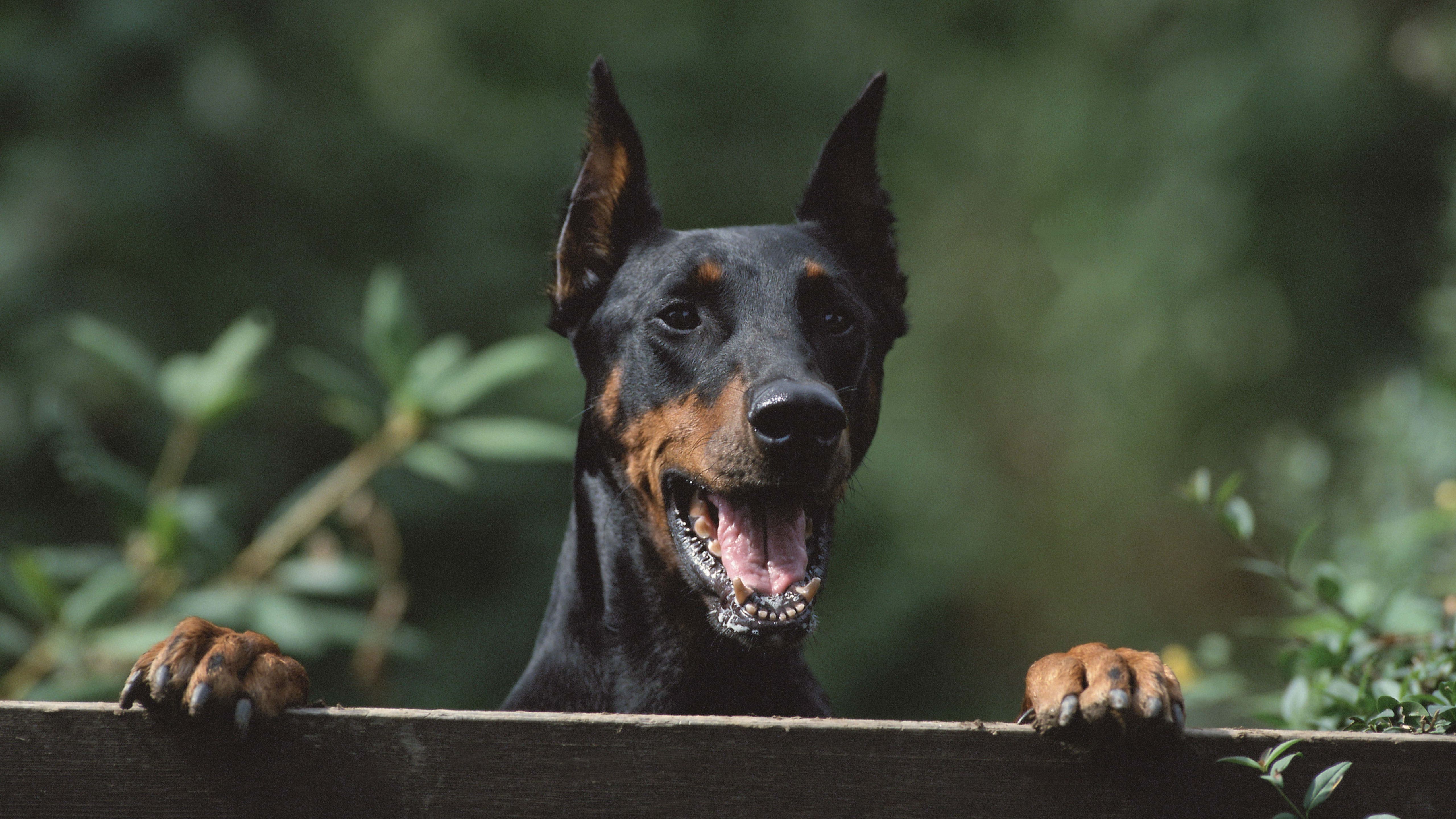 5120x2880 Wallpaper Black and Tan Short Coat Medium Sized Dog, Background Free Image