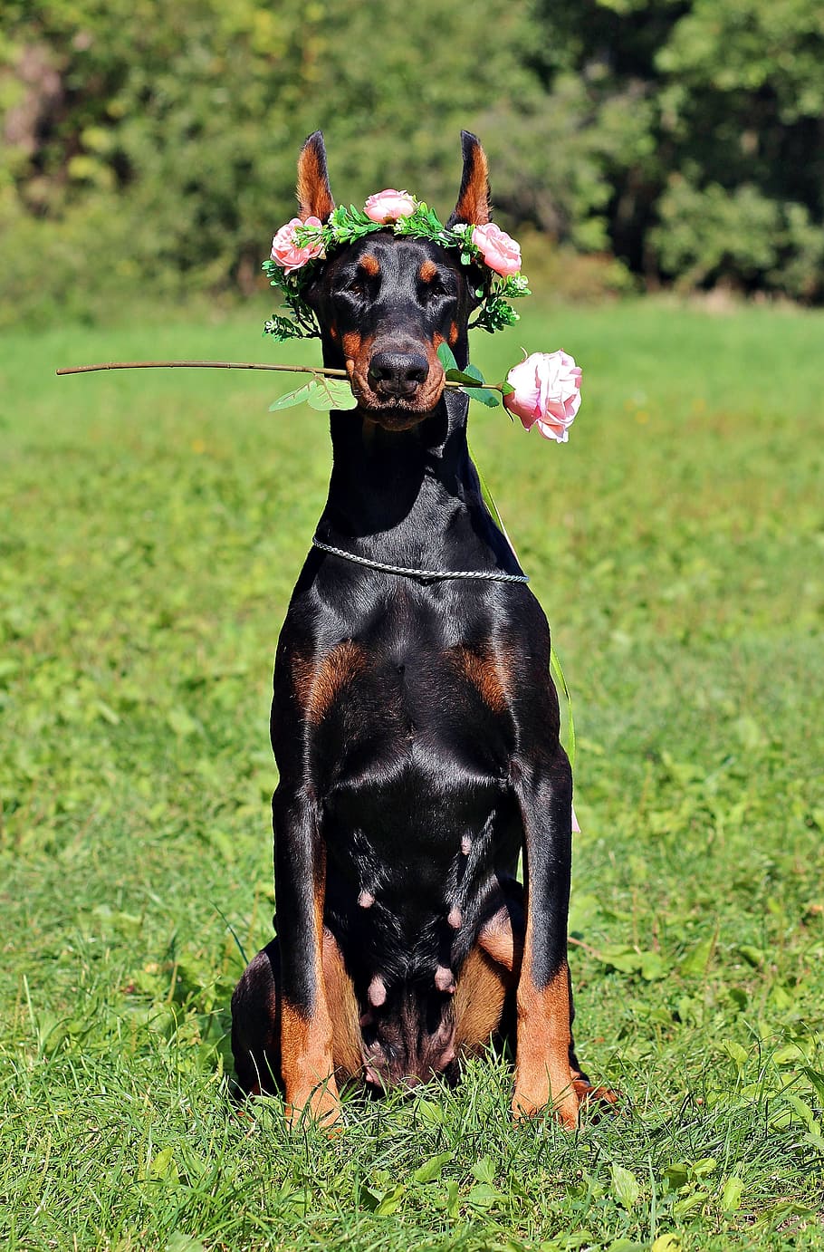 910x1382 HD wallpaper: doberman, dog, rose, sitting, sweet, canine, grass, domestic animals