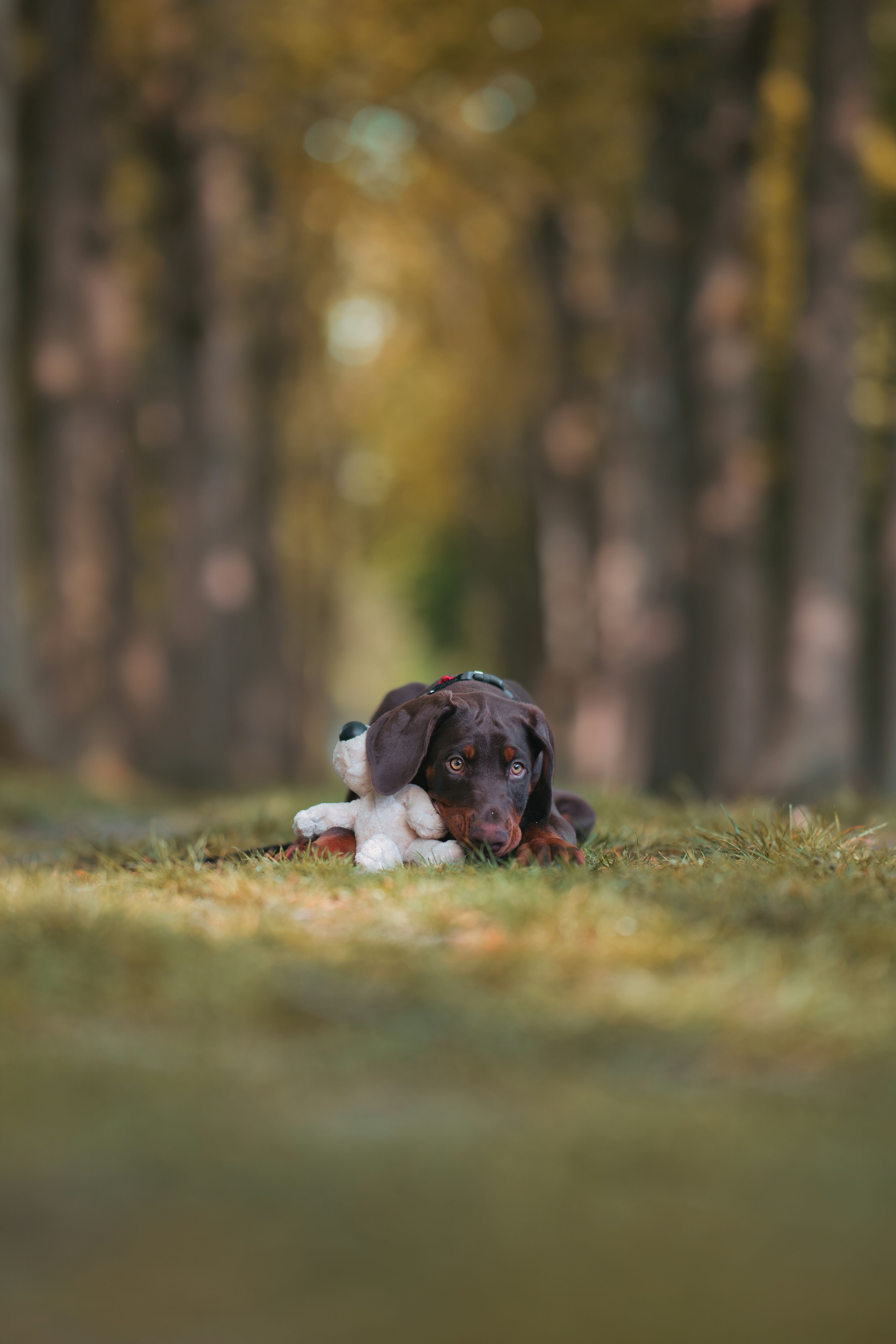 4180x6272 Adorable Doberman Puppy Sitting in Forest · Free