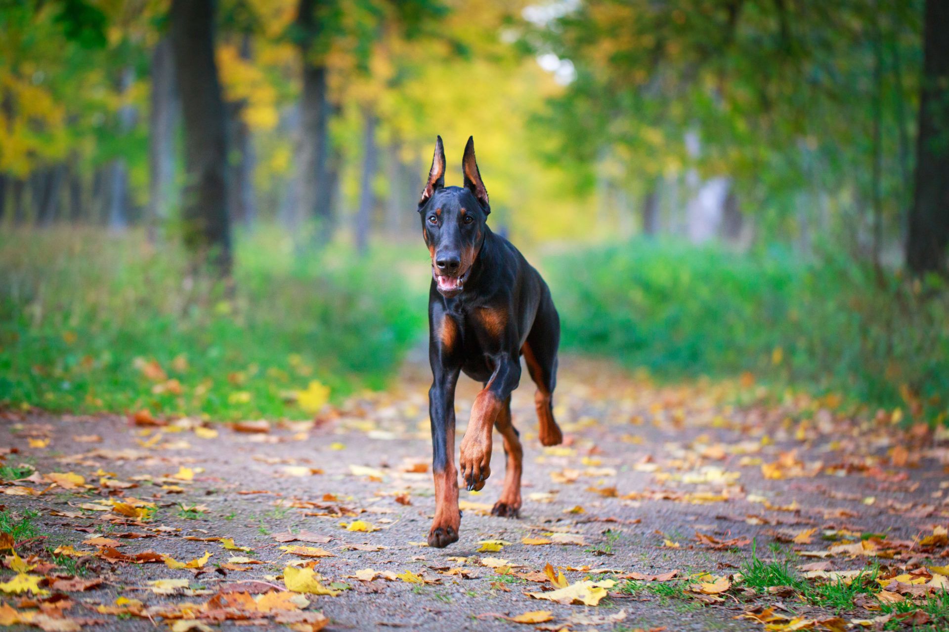 1920x1280 Doberman Wallpaper