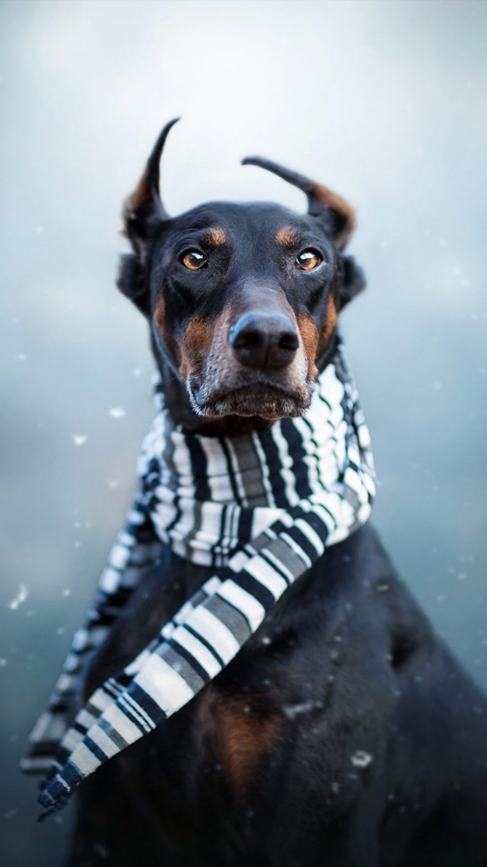 950x1689 Cool Doberman Wallpaper