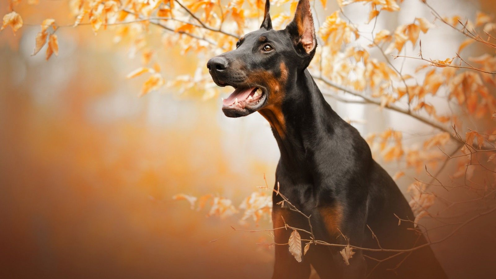1600x900 Doberman Pinscher Dog Pet HD Dog Wallpaper