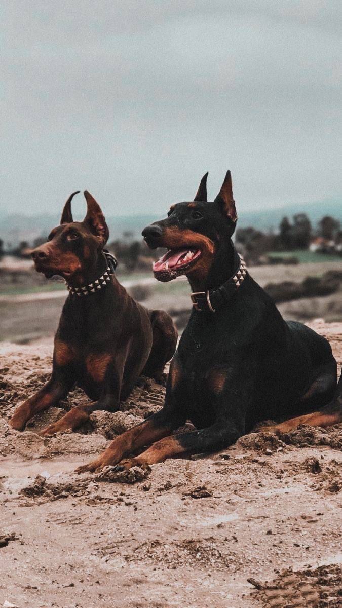 675x1200 Miniature Pinscher Dogs Laying on the Beach. Black doberman, Doberman love, Doberman pinscher dog