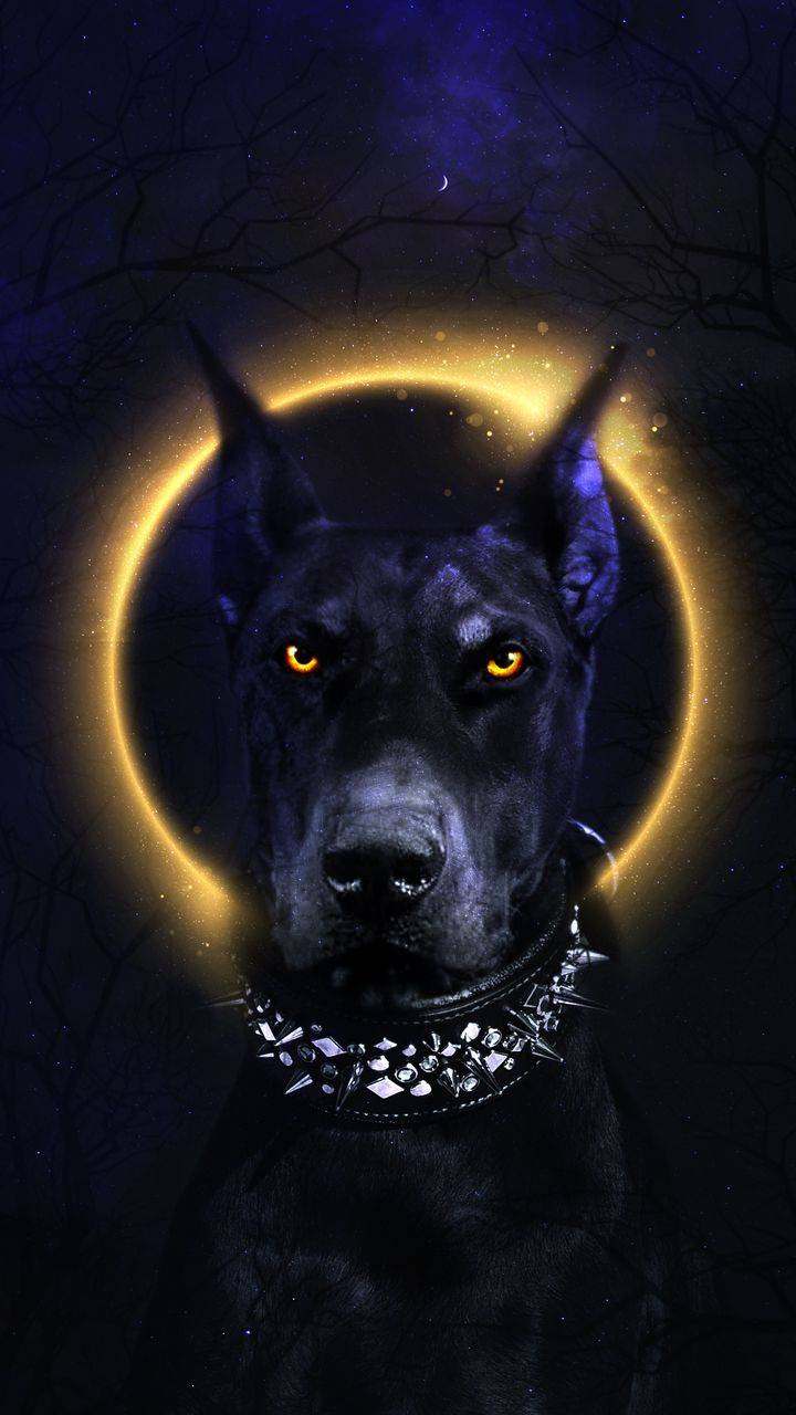 720x1280 Doberman iPhone Wallpaper
