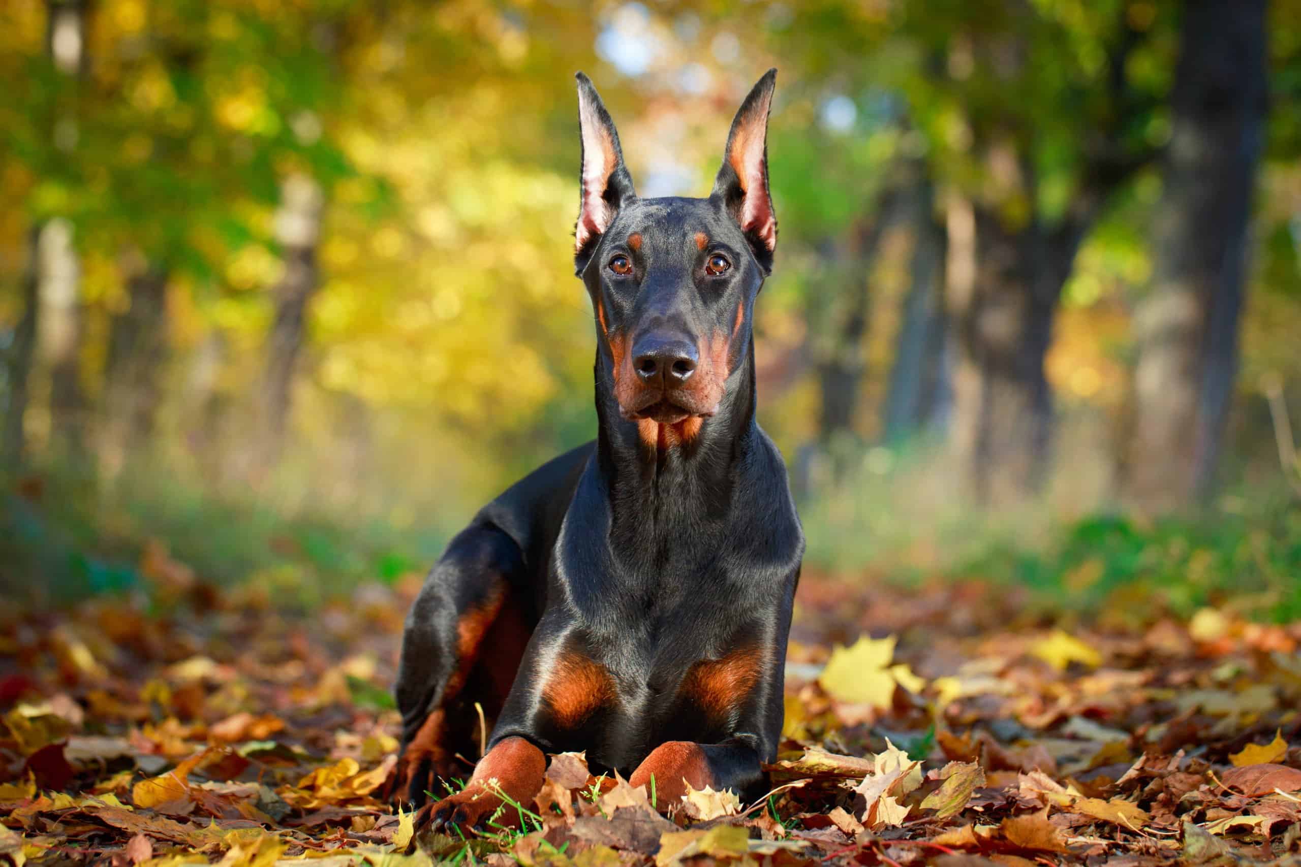 2560x1707 Doberman Pinscher Animal Facts Lupus Familiaris Z Animals
