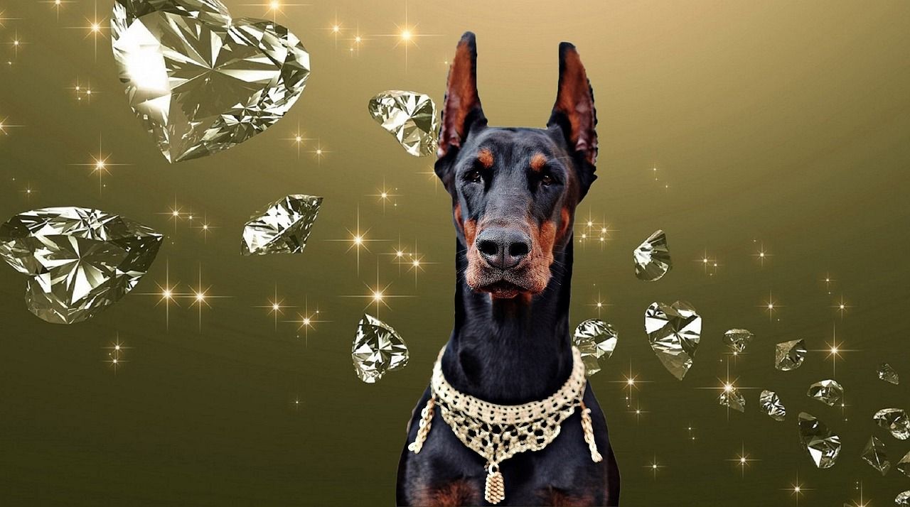 1280x714 Doberman Dog