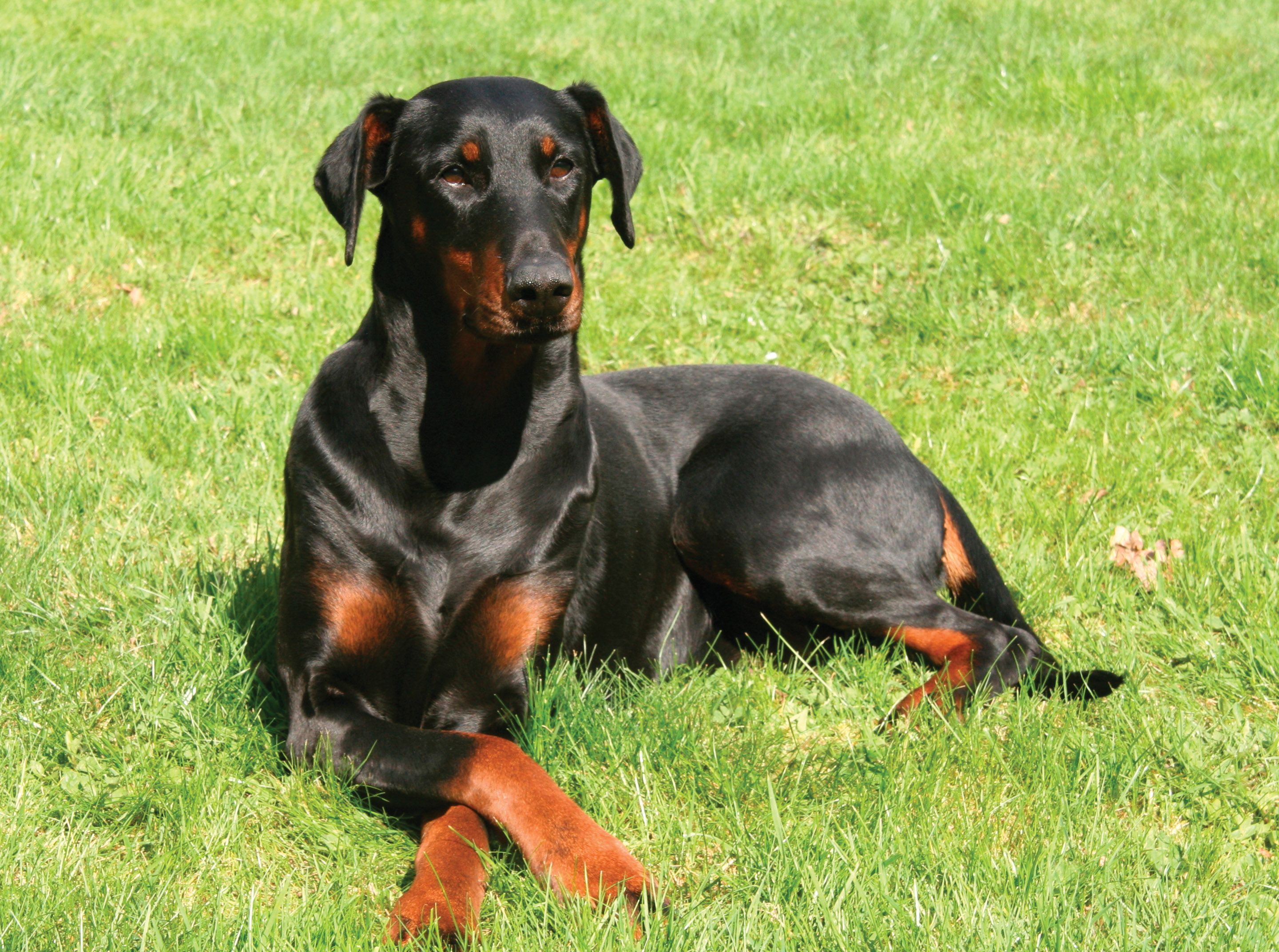 2880x2144 Resting Doberman Pinscher dog photo and wallpaper. Beautiful Resting Doberman Pinscher dog picture