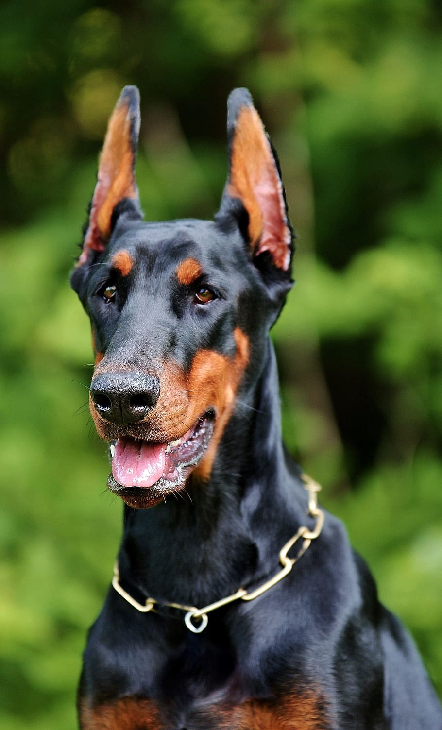 910x1503 closeup, black, tan, doberman pinscher puppy, dog, doberman, animals, animal, ollie, nature, dobermann