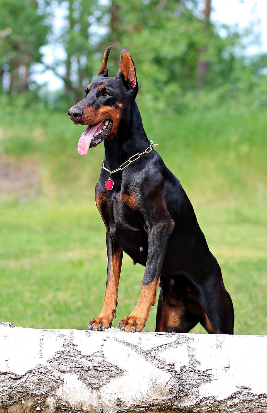 910x1408 Doberman 1080P, 2K, 4K, 5K HD wallpaper free download
