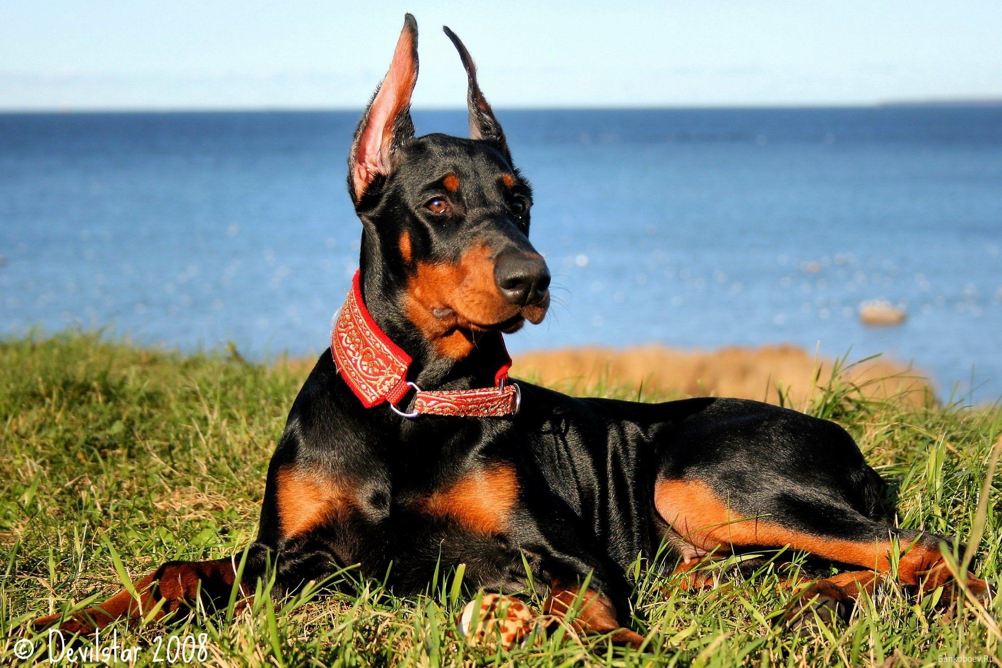 2000x1333 doberman, Pinscher, Dog, Dogs Wallpaper HD / Desktop and Mobile Background