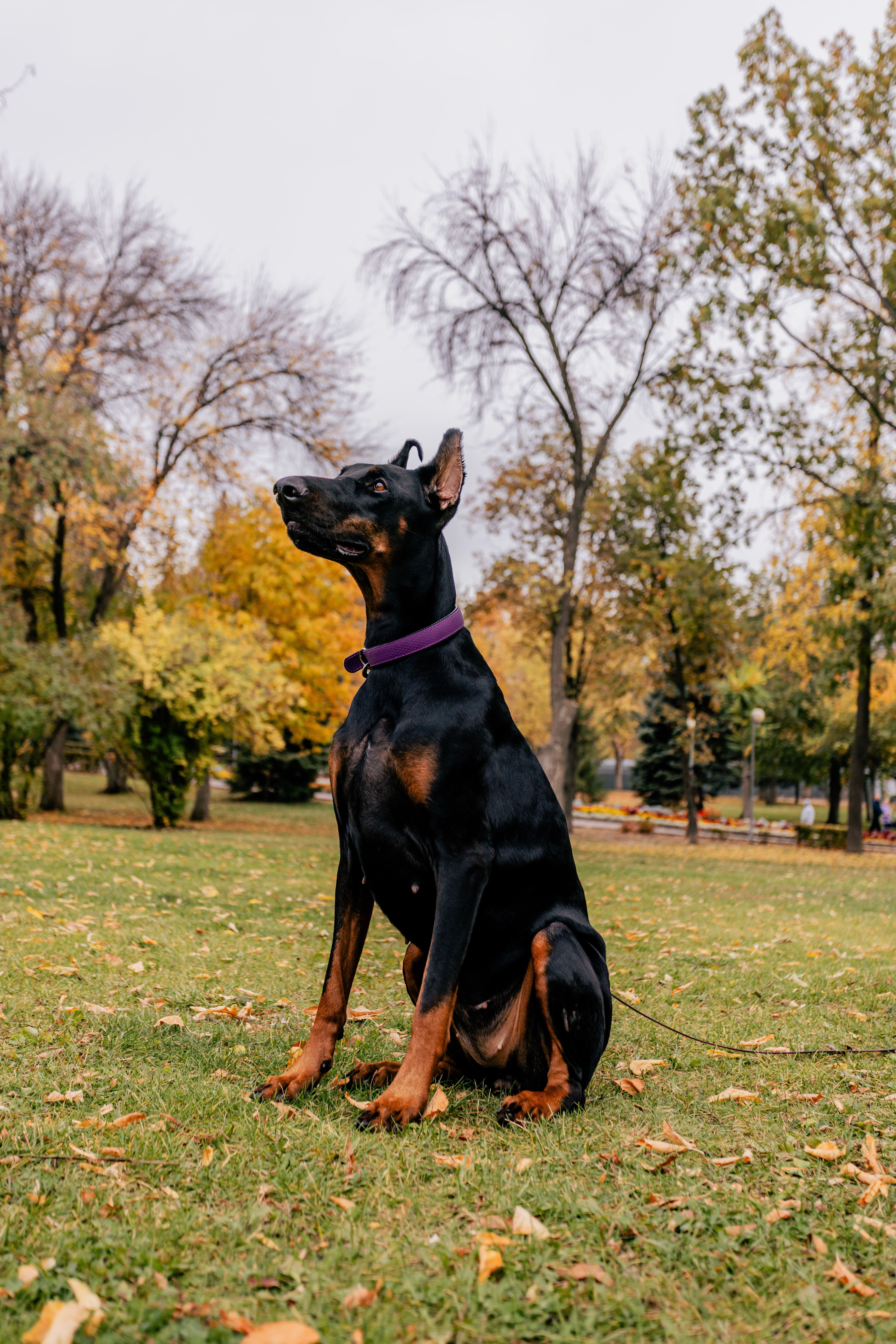 4000x6000 Doberman Photo, Download The BEST Free Doberman & HD Image