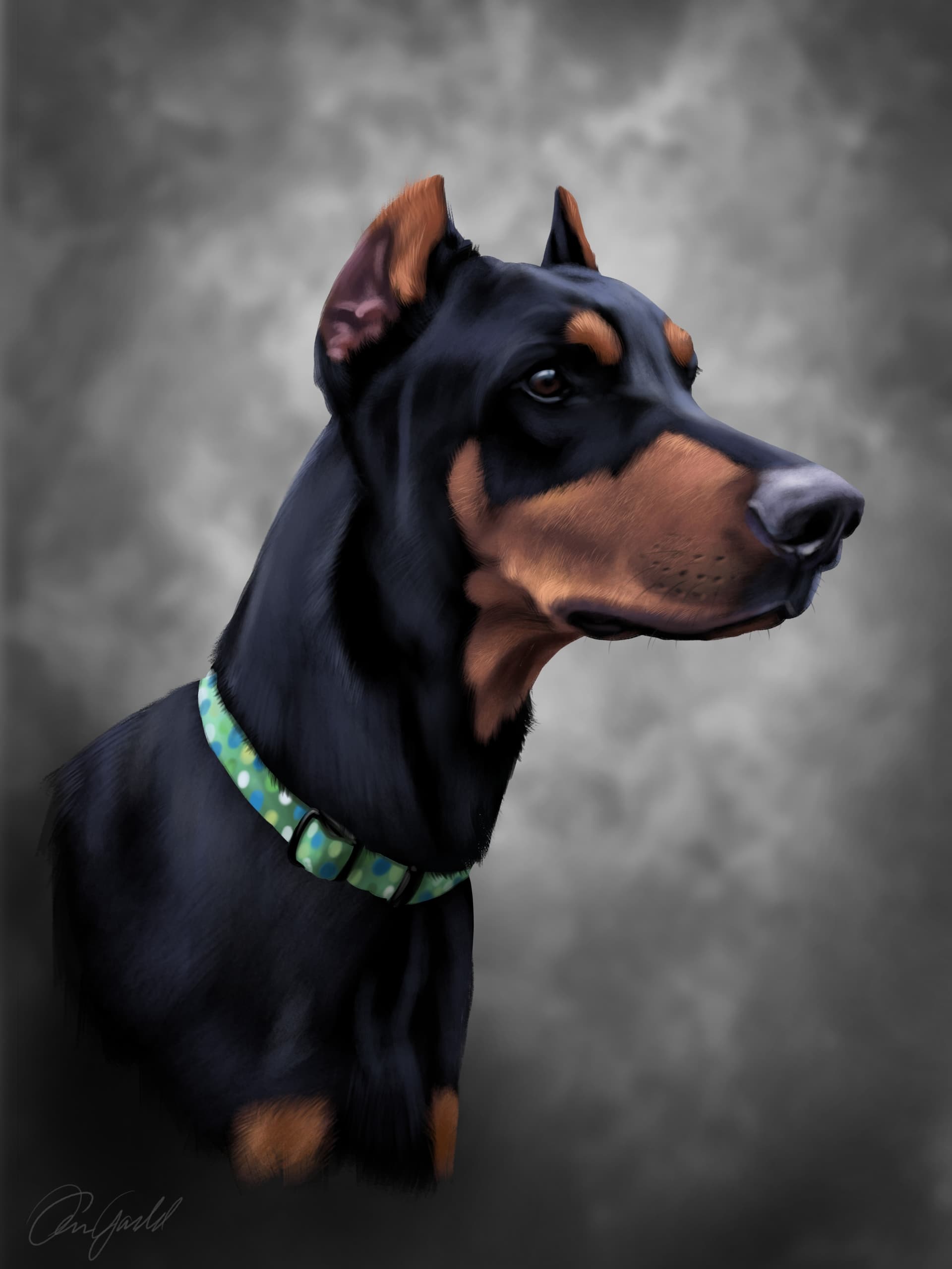 1920x2560 Portrait of Doberman Pinscher