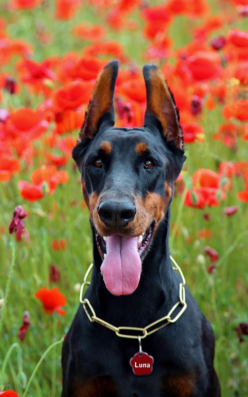 799x1280 Free Doberman Dog Headache & Doberman Image