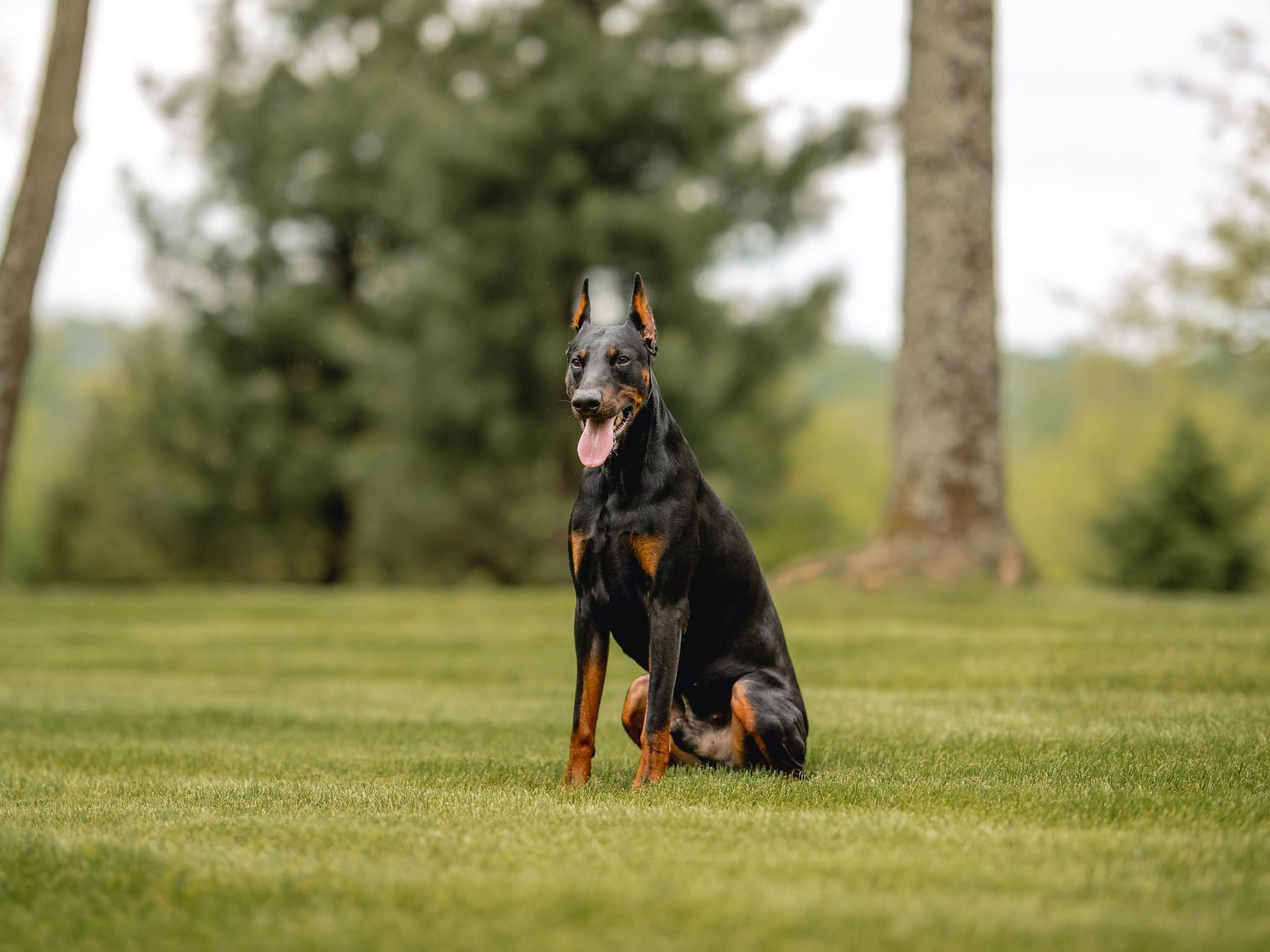 2048x1536 Personal Protection Dogs. Home Raised & Professionally Trained. Protection Dog Sales