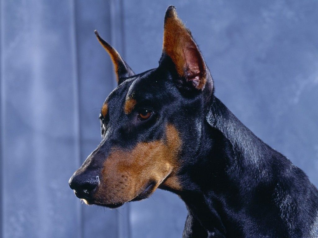 1024x768 Doberman Pinscher dog photo and wallpaper. Beautiful Doberman Pinscher dog picture