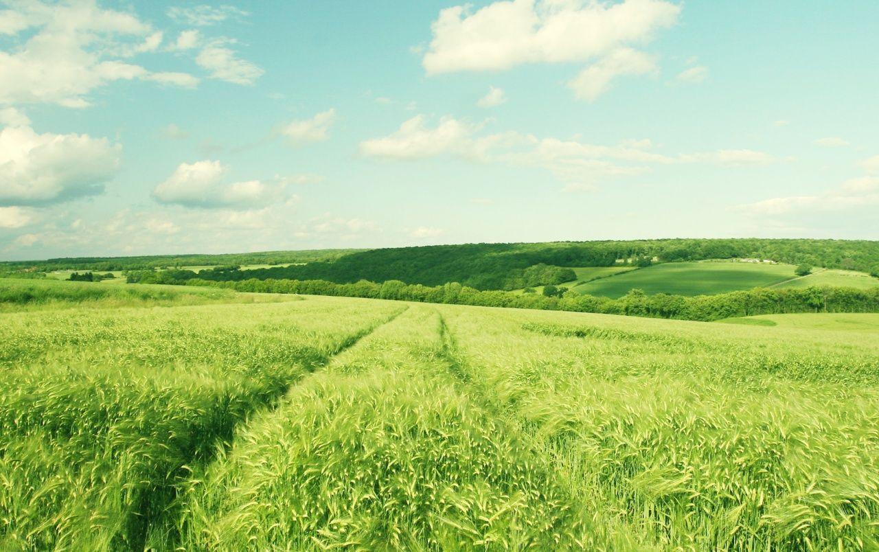 1280x804 Bright Green Field wallpaper. Bright Green Field