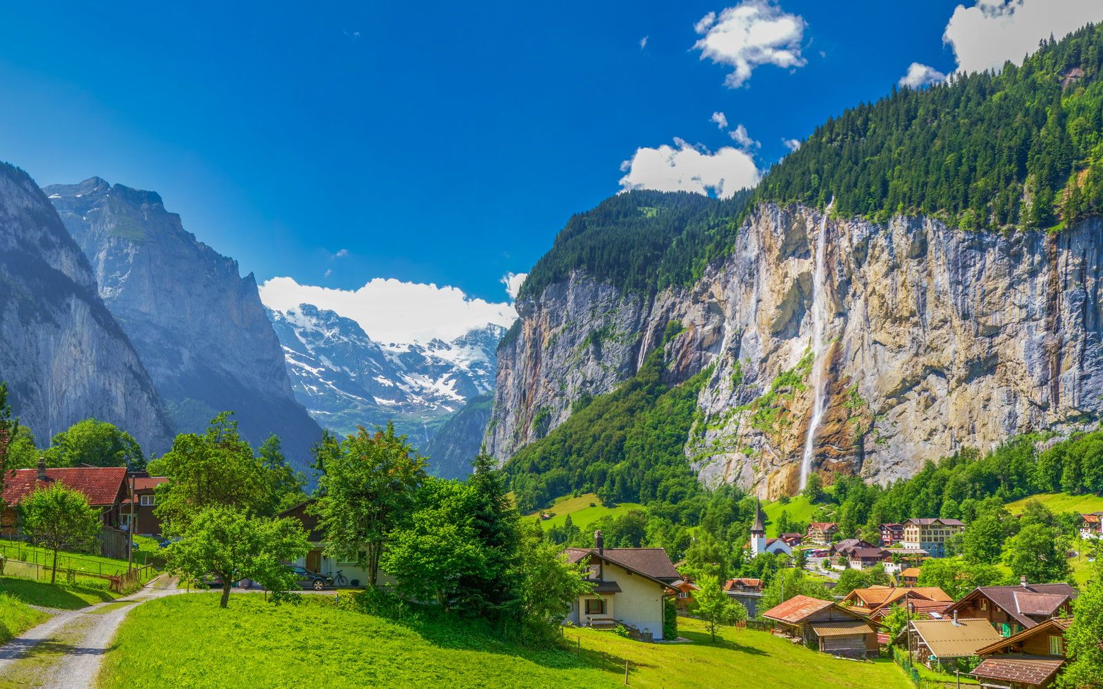 1600x1000 Wengen Flowers of the Swiss Alps