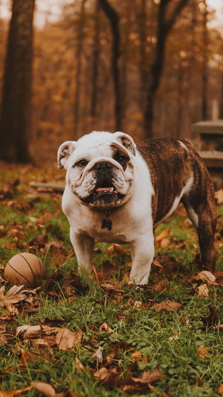 736x1308 4K Bulldog Wallpaper