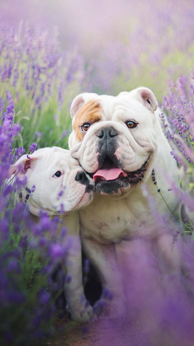 736x1308 Bulldog With Puppy 4K Ultra HD Mobile Wallpaper for iPhone & Android