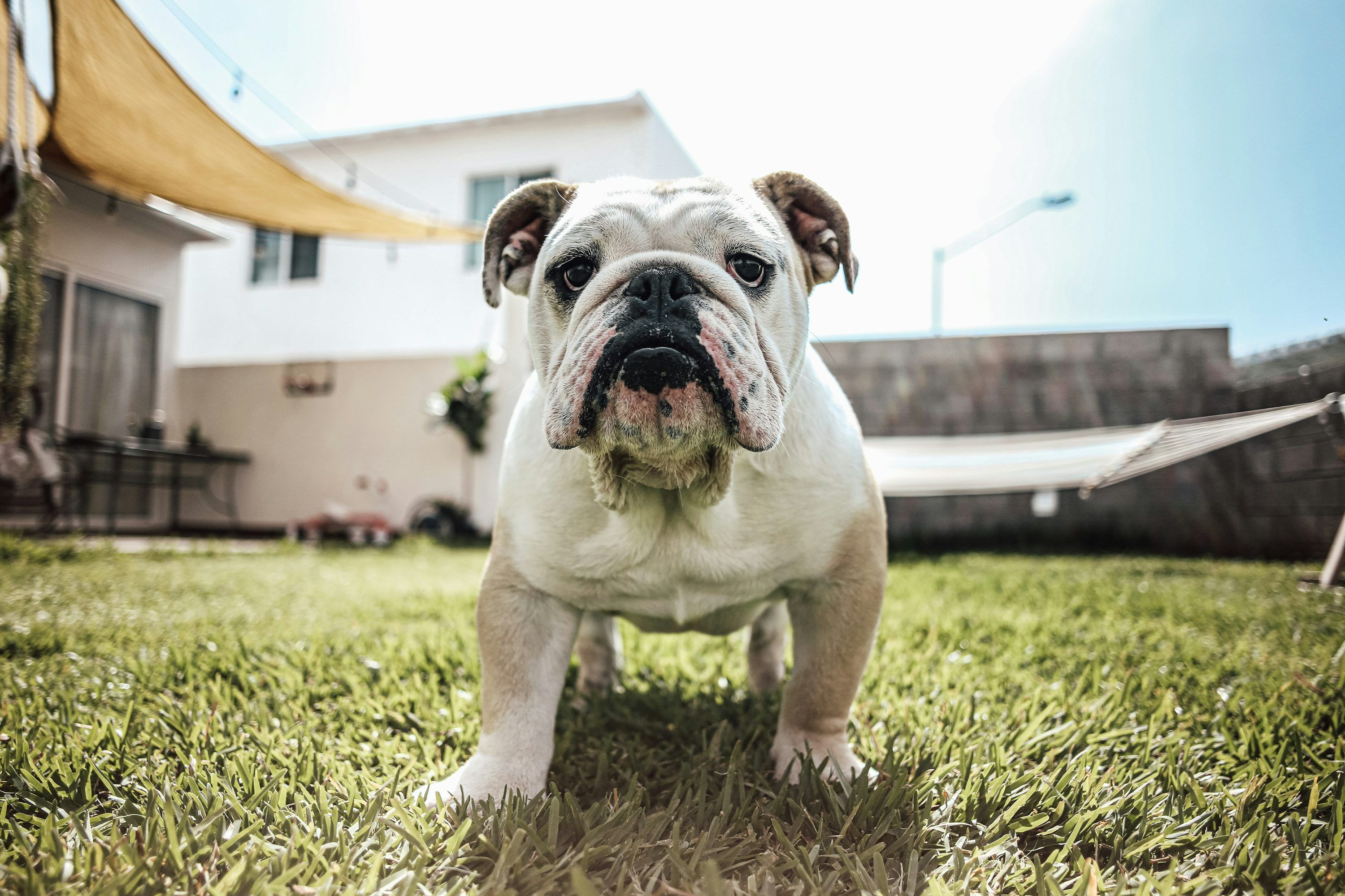 3000x2000 English Bulldog Picture. Download Free Image